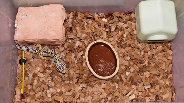 Кормление геккона эублефара (чем и как часто). Витамины и кальций для эублефара смотреть онлайн