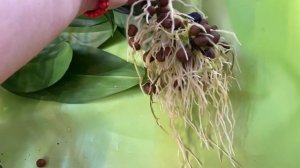 Новый грунт для аглаонемы ?