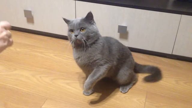 Британский кот и резинка для денег смотреть онлайн