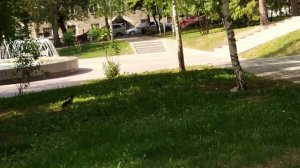 Слёток серой вороны в городе