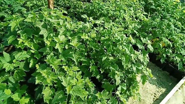 Саженцы для заказа. Наша работа наглядно. смотреть онлайн