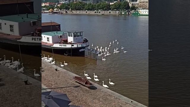 Лебеди плывут в обход смотреть онлайн