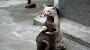 КОШКИН ЩЕНОК   В.БЕРЕСТОВ читают дети