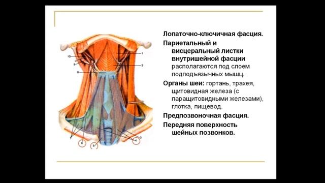 Топанатомия 8. Топографическая анатомия области шеи смотреть онлайн