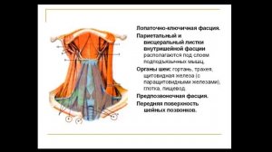 Топанатомия 8. Топографическая анатомия области шеи