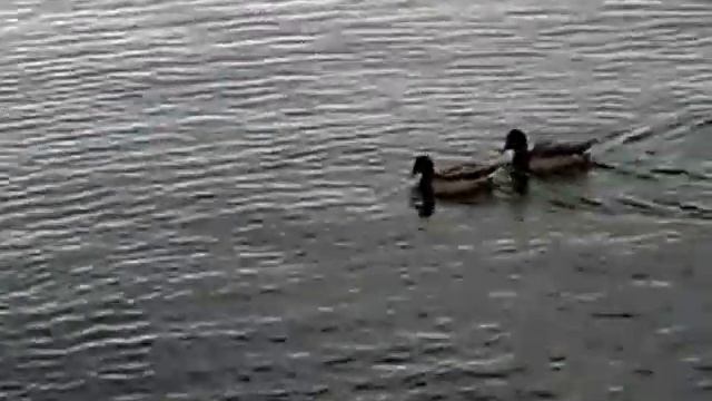 Анапа. Море в октябре. Птицы. Цвет настроения серый. смотреть онлайн