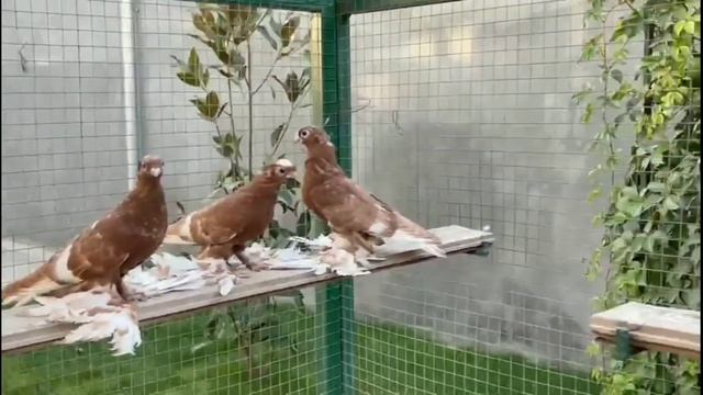 ТАКИХ ГОЛУБЕЙ НЕ КАЖДЫЙ ДЕНЬ УВИДИШЬ **2 Часть** Узбекские двухчубые голуби. Tauben. Pigeons смотреть онлайн