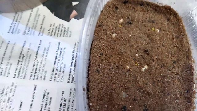 Торения из семян. смотреть онлайн