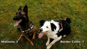 Belgian Malinois vs Border Collie