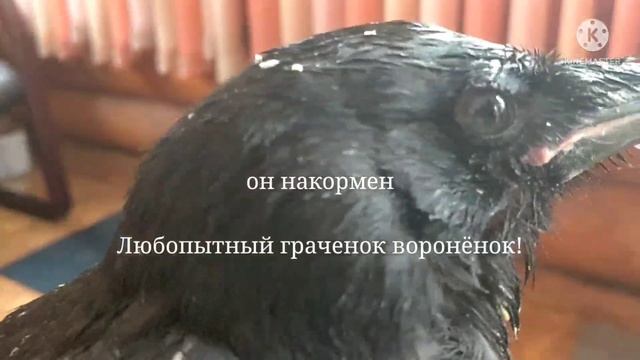 история Часть 1. птенец грач карлуша. большой слёток ! Врановые смотреть онлайн