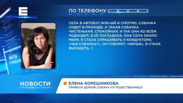 Дворняжка в поисках хозяев села в автобус и ездила по Красноярску смотреть онлайн