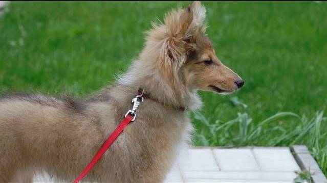 Догтренинг 142. Щенок шелти.  Знакомьтесь, Ася