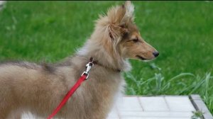 Догтренинг 142. Щенок шелти.  Знакомьтесь, Ася