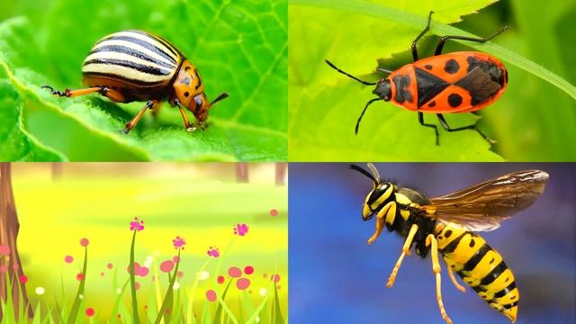 Изучаем насекомых и их звуки. Обучение и викторина о насекомых для детей