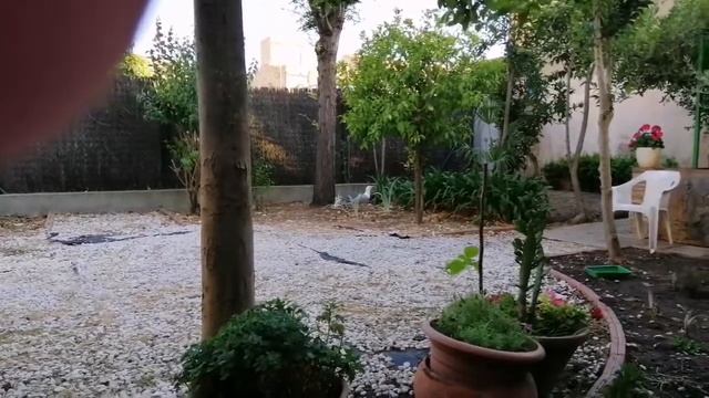 Подкармливаю чайку.У неё 2 больших птенцов - ей трудно. #интересное #испания #животные #умные #shor смотреть онлайн