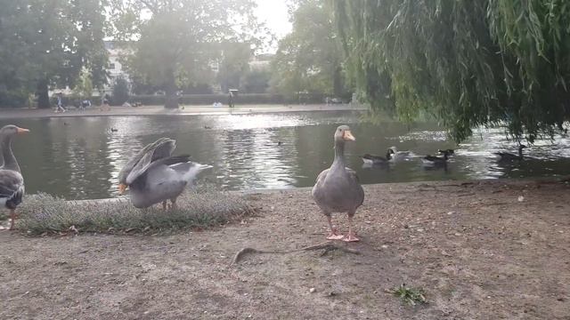 Regent's Park London September 2021 смотреть онлайн