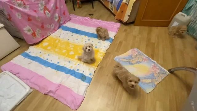 Мальтипу щенки 3 месяца, живые игрушки ? Maltipoo f1 puppy’s ? 3 months old (ready for sale) смотреть онлайн