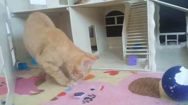 Смешные коты соседи играют в кукольном доме Барби