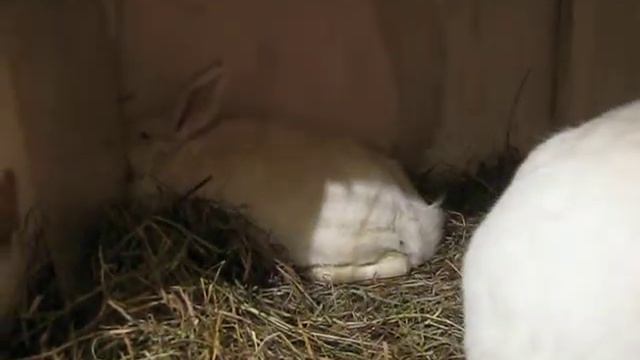 Спаривание кроликов. Сукрольна ли Люся, не могу понять. смотреть онлайн