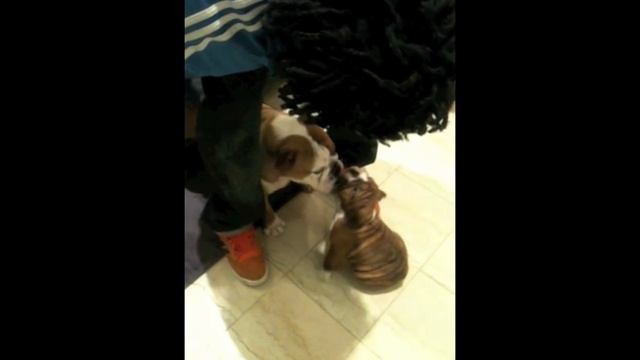6 month English bulldog meeting 2 month puppy смотреть онлайн