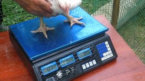 Кобб 500.Вес бройлеров в четыре недели