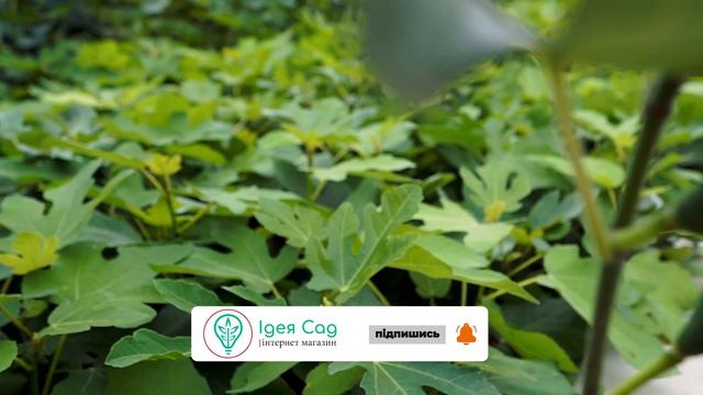 Вирощування інжиру - Саджанці інжиру з розсадника смотреть онлайн
