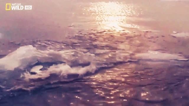 Животные антарктиды! Морские леопарды - вот кто ест пингвинов. смотреть онлайн