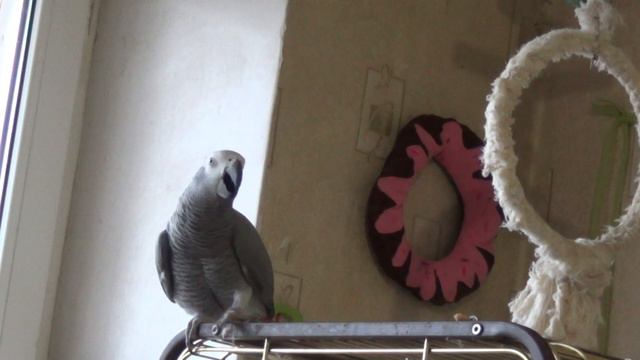 Жако попугай Покакал во время Съёмки!