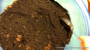 ✅ЛУЧШИЙ ГРУНТ ДЛЯ АНТУРИУМА ? ОБЗОР ГОТОВОГО ПОКУПНОГО ГРУНТА ? ПЕРЕСАДКА АНТУРИУМА ИЗ МАГАЗИНА