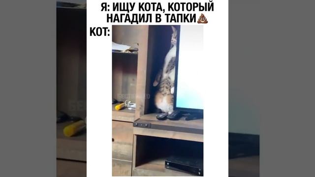 Ищу кота который нагадил в тапки.
?????