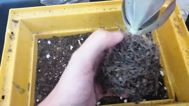 Грунт для суккулентов (бывает даже такой) смотреть онлайн