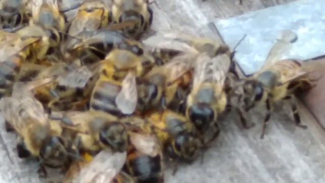 о мёде смотреть онлайн