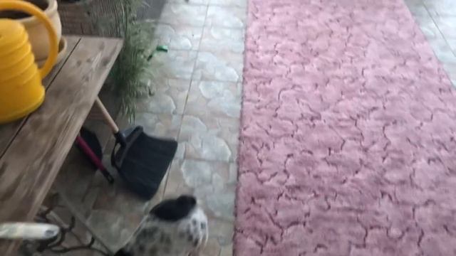 Французские бульдоги живут в чистоте и уюте ? смотреть онлайн