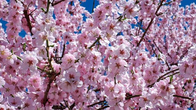 [Spring] Meditating & Relaxing Music with a Flute, Cello, Guitar & Piano, Lots of Flowers & Birds смотреть онлайн
