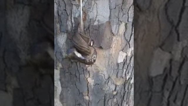 Кохання слимаків. смотреть онлайн