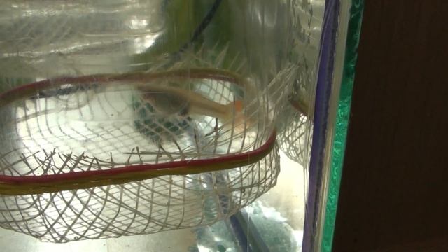 Как рожает гуппи. Появление мальков гуппи