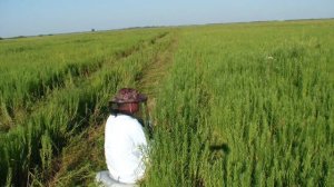 СТАРИННЫЙ СПОСОБ ЛОВЛИ ПЕРЕПЕЛА