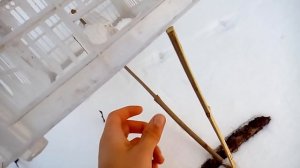 Простая ловушка на мелкую птицу.