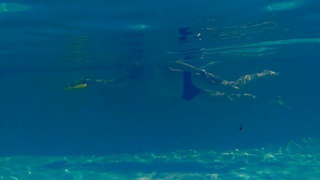 DEVELOPING A MORE EFFICIENT FREESTYLE: swimming in a straight line смотреть онлайн