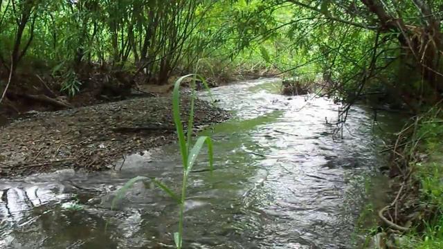 Rapid flow of the summer river - Быстрое течение летней реки - Relax nature video смотреть онлайн