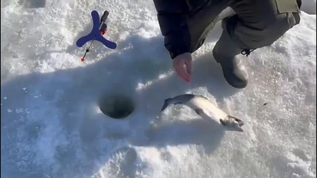 Основной водоем поимки Красногорск смотреть онлайн
