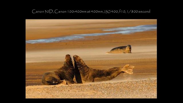 Victoria Hillman Presents "Nature's Beauty Through My Lens" смотреть онлайн