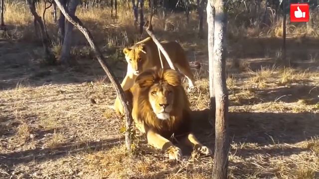 Смешные животные смотреть ВСЕМ!!!! смотреть онлайн