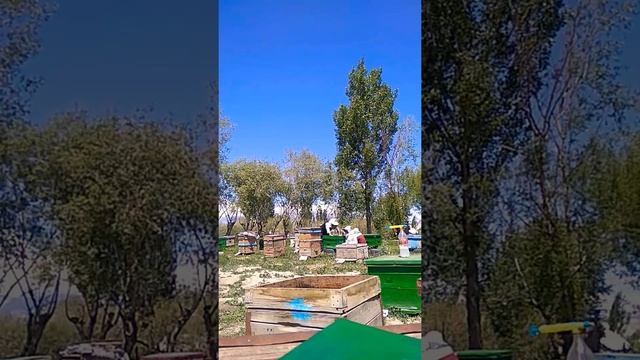 Нарын областы,Ат-Башы району. смотреть онлайн