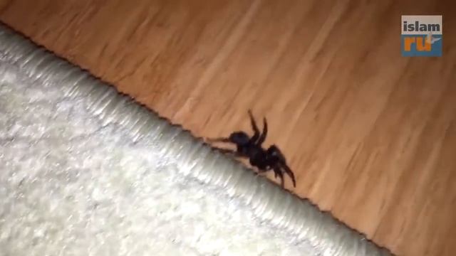 Можно ли убивать пауков смотреть онлайн