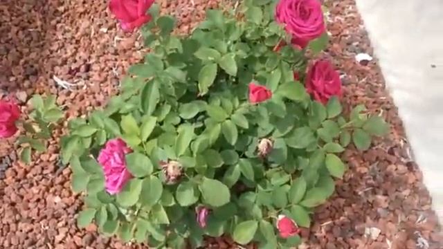 Chrysler Imperial Rose (Hybrid Tea) смотреть онлайн