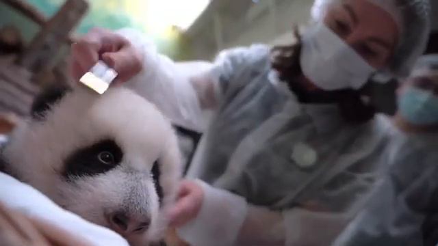 Малышка Панда Совсем большая Московский зоопарк🐼👀🔥👍🥰Baby Panda Moscow zoo🐼👀🔥👍🥰 смотреть онлайн