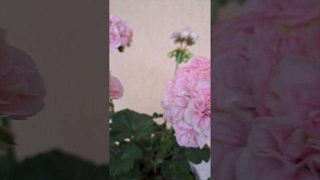 ЮВ Рапунцель