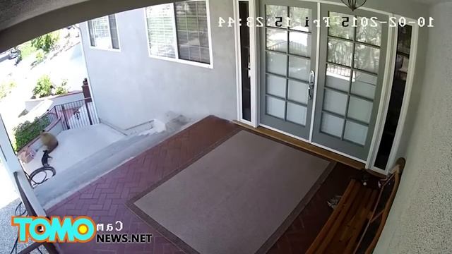 Бульдожка напугал трёх медведей смотреть онлайн