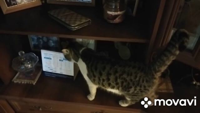 Песочное печенье. Я пеку а Мурка развлекается. смотреть онлайн